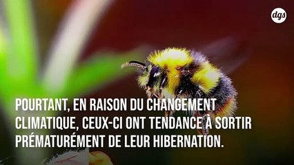Des bourdons affamés s’attaquent aux feuille des plantes pour les faire fleurir tôt