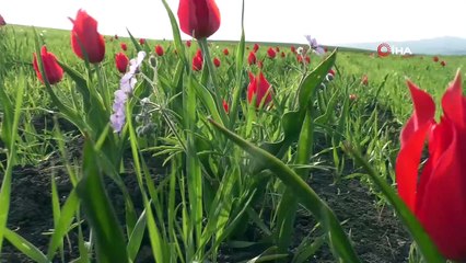 Havaların ısınması ile açan 'kırmızı laleler' hayran bıraktı