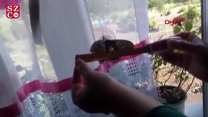 Kanat açıklığı 16 santim olan kelebek, görenleri şaşırttı