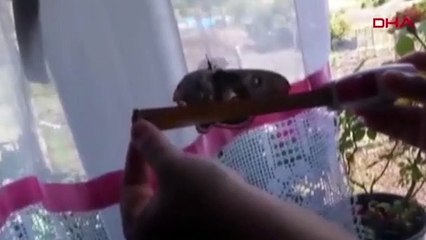 Kanat açıklığı 16 santimetre olan kelebek şaşırttı
