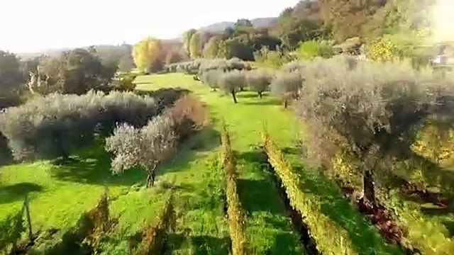 Guide on Wine making process for beginners in Italy
