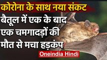 Madhya Pradesh : Betul में Bats की मौत से दहशत,एक के बाद एक नीचे गिरकर तोड़ रहे दम | वनइंडिया हिंदी