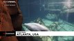 Aquarium releases first footage of newborn beluga whale