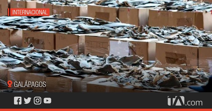 Esperan avances de la investigación por la incautación de aletas de tiburón