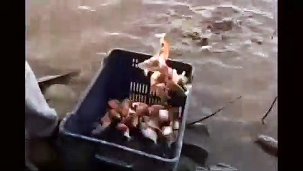perahana fish Hunting