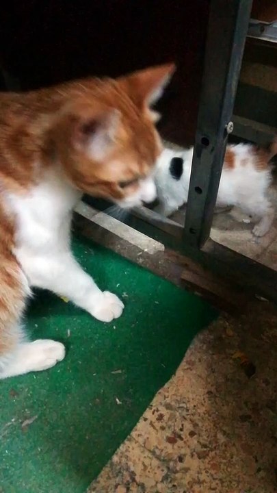 Big Kitty Watch Over Baby