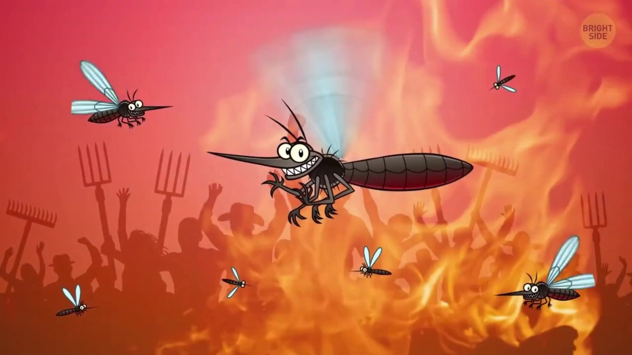 How to Get Rid of Mosquitoes