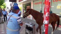 Sokağa çıkma kısıtlamasında uygulamaya bu kez 'sahipsiz at' takıldı