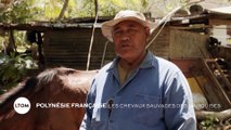 Polynésie Française : Les chevaux sauvages des Marquises