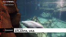 Naissance d'un bébé béluga au Georgia Aquarium d'Atlanta