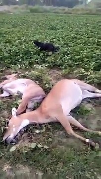 हाईटेंशन तार टूटने से नील गाय की हुई मृत्यु