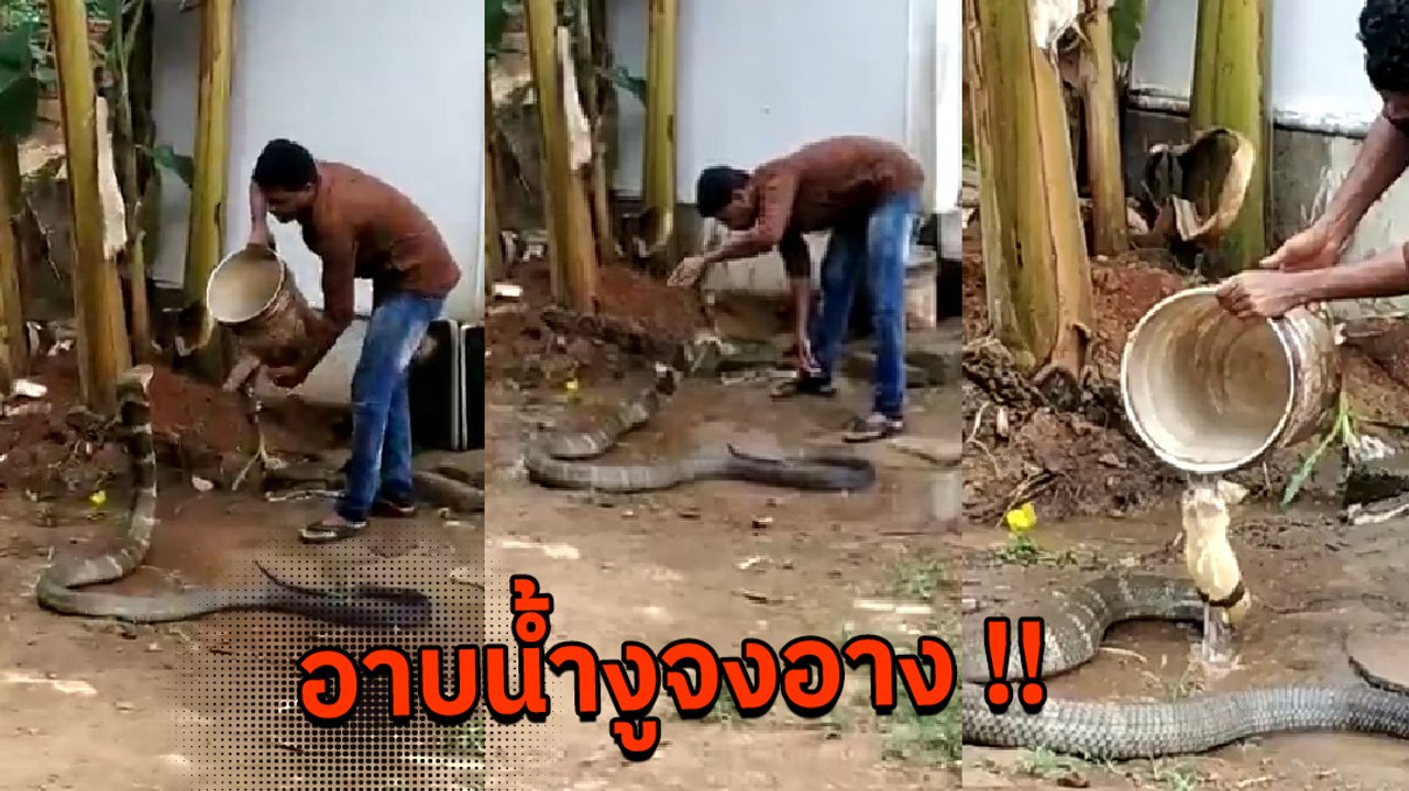 ขนลุกซู่ ! หนุ่มอินเดียอาบน้ำให้งูจงอางตัวเขื่อง ที่กำลังชูคออย่างน่าหวาดเสียว