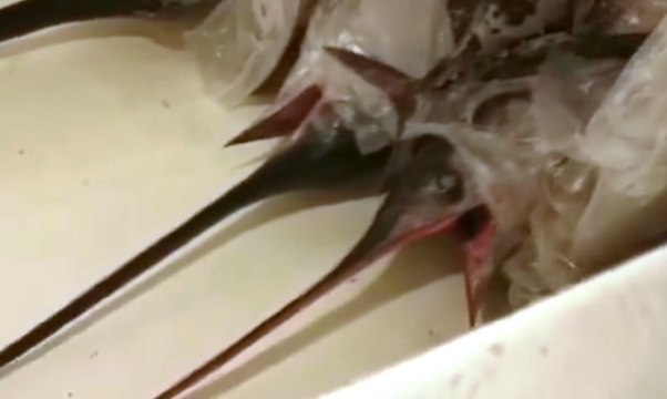 Sicilia - Pesca illegale al largo delle isole Eolie: blitz della Guardia Costiera (26.05.20)