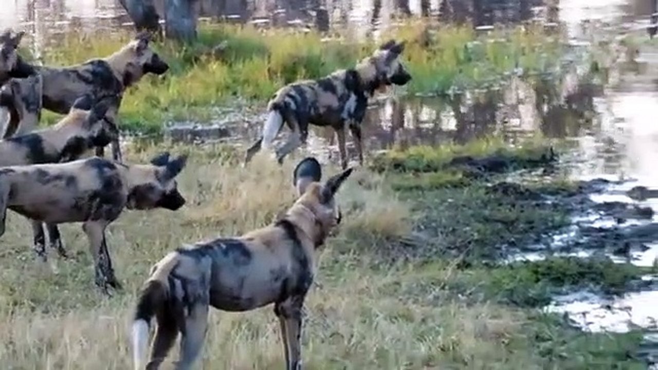 Ces chiens sauvages veulent s'en prendre à un crocodile... Mauvaise idée