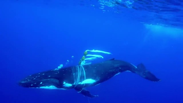 Une baleine à bosse vient demander de l'aide à des plongeur