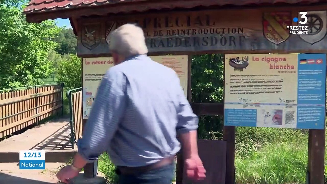 Haut-Rhin : la surpopulation problématique des cigognes