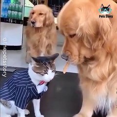 Adorables animaux - VID-20190802-WA0030