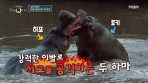 '이 강 짱이 누구야?!' 하마의 결투 장면 대공개♨