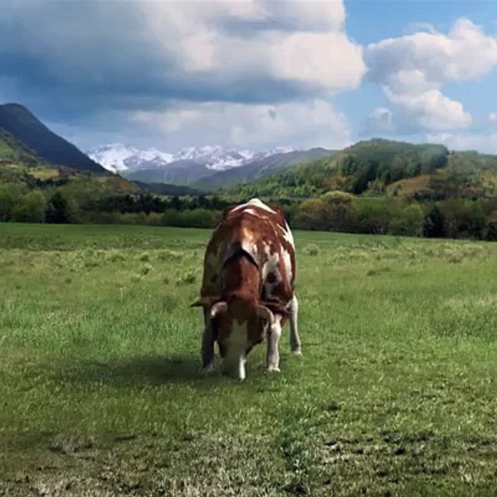 la montagne danse des vaches