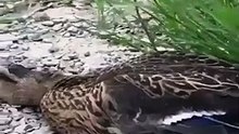 Los premios Oscar se suspendieron, pero las buenas actuaciones no se detienen, sino, pregúntenle a este pato 