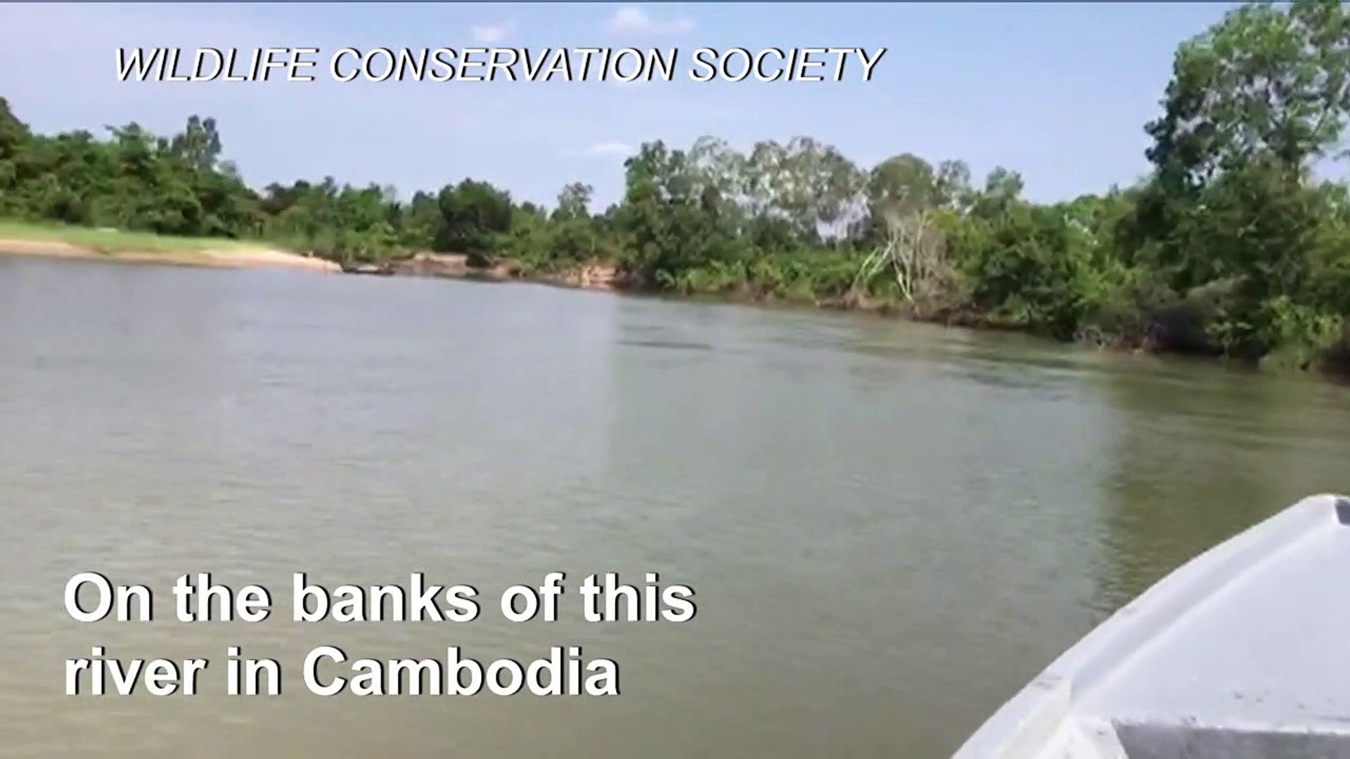 ⁣Endangered royal turtles hatch in Cambodia