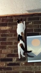 Rock-Climbing Kitty Loves to Scale Brick Wall