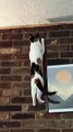 Rock-Climbing Kitty Loves to Scale Brick Wall