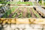 How to Upgrade Your Home Garden, According to a Culinary Gardener