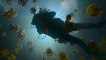 Beyond Blue - Bande-annonce Ocean Insights