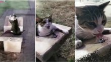Gato espera pela chegada de um humano para lhe pedir ajuda para beber em fonte