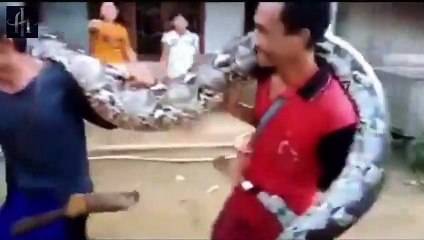 Penangkapan Ular Besar di Kalimantan, Berat Hampir 100 Kg( Begini Tangapan Panji Petualang)