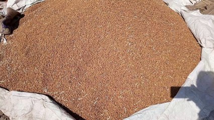 नीमच मंडी मे आज आयी फसलों के भाव