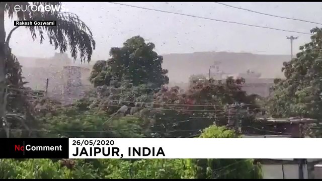 Swarms of desert locusts tear through Rajasthan in northern India