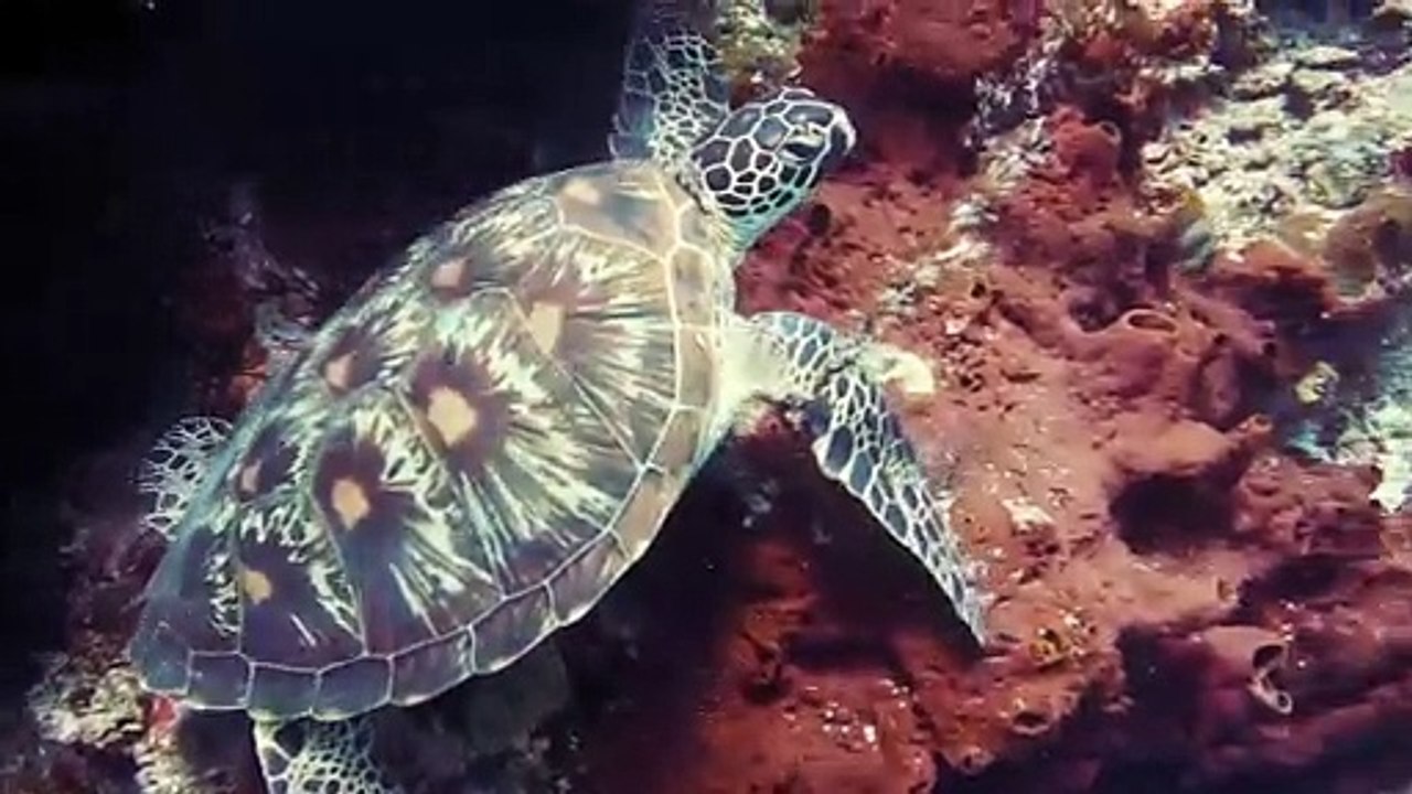 Turtle under the sea