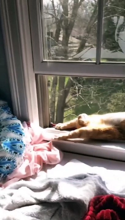 Sleepy Cat Basks in Window Pane Sunlight