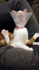 Kitten Wearing a Cone Attempts to Bath Itself