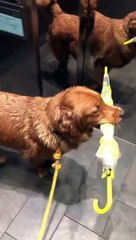 Pawsonal Umbrella Holder