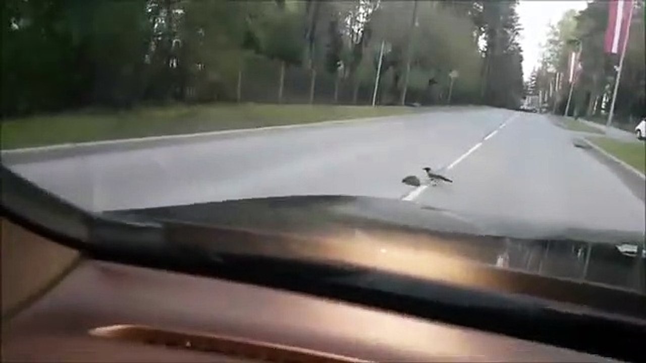 Un oiseau fait traverser un hérisson