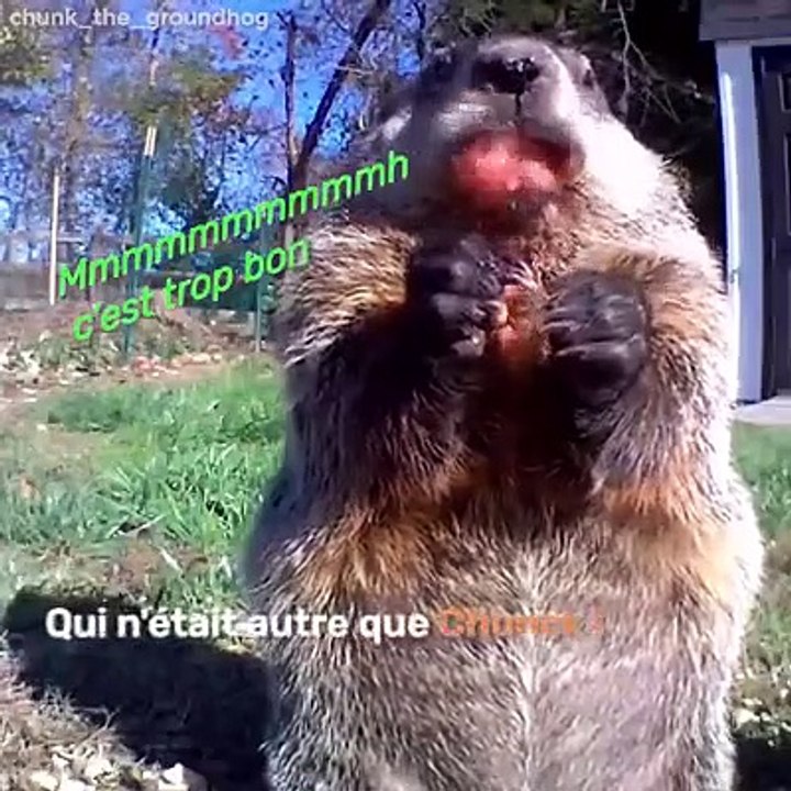 Ce jardinier a installé une caméra pour découvrir qui lui volait ses légumes... Voici le coupable !