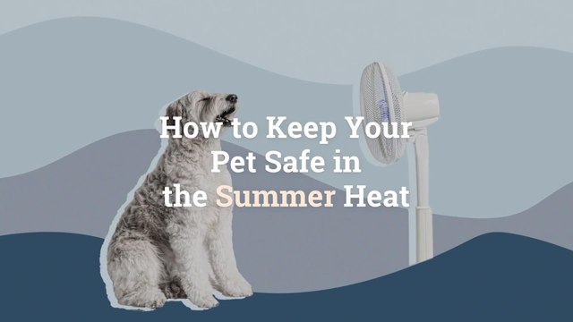 How to Keep Your Pet Safe in the Summer Heat