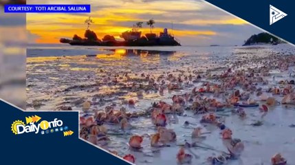 Mga kabibe, inanod sa dalampasigan ng Boracay