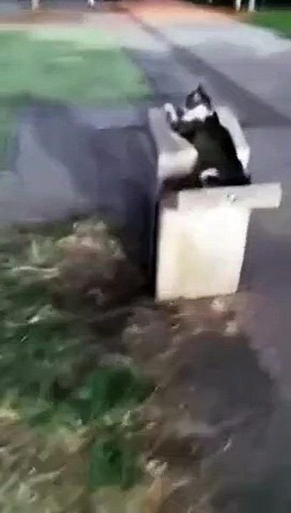 Gato espera pela chegada de um humano para lhe pedir ajuda para beber em fonte
