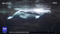 [이 시각 세계] 경이로운 아기 흰고래 탄생 순간 공개
