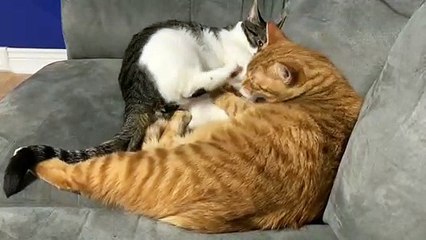 Kitty Doesn't Feel Like Cuddling