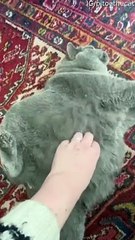 Adorable Cat Looks Chunky but has Scoliosis