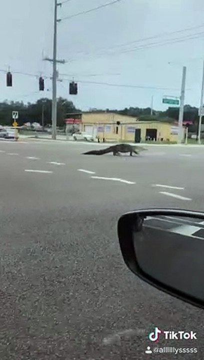 Alligator Causally Crossing An Intersection In Florida