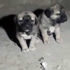 SEViMLi COBAN KOPEGi YAVRULARI - CUTE ANATOLiAN SHEPERD DOG PUPPiES