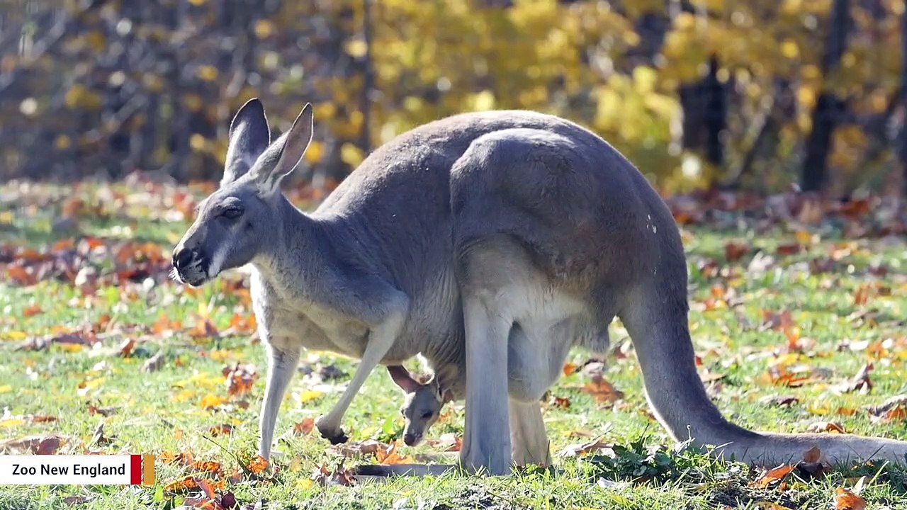 Why Do Kangaroos Have Pouches For Babies? video Dailymotion