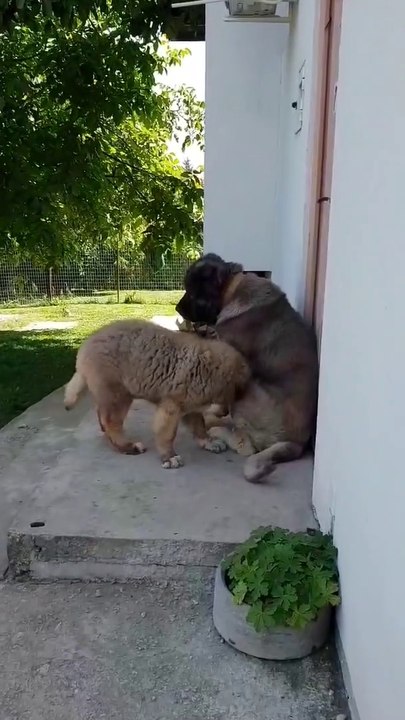SEViMLi KAFKAS COBAN KOPEGi YAVRULARI - CUTE CAUCASiAN SHEPHERD DOG PUPPiES