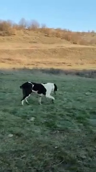ALABAY COBAN KOPEGi SPORDA - ALABAi SHEPHERD DOG at EXERCiSE